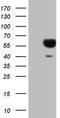 SLAM Family Member 7 antibody, LS-C340263, Lifespan Biosciences, Western Blot image 