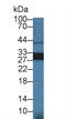 Heme Oxygenase 1 antibody, LS-C373997, Lifespan Biosciences, Western Blot image 