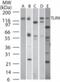 Toll Like Receptor 9 antibody, 49-862, ProSci, Western Blot image 