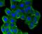Tubulin Beta 1 Class VI antibody, NBP2-67341, Novus Biologicals, Immunofluorescence image 