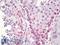 Piwi Like RNA-Mediated Gene Silencing 4 antibody, LS-B8707, Lifespan Biosciences, Immunohistochemistry paraffin image 