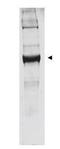 KLH protein antibody, orb345894, Biorbyt, Western Blot image 