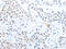 POU Class 2 Homeobox 1 antibody, CSB-PA374601, Cusabio, Immunohistochemistry paraffin image 