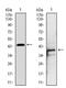 Lymphokine-activated killer T-cell-originated protein kinase antibody, AM06733SU-N, Origene, Western Blot image 