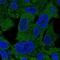 PSA antibody, NBP2-55269, Novus Biologicals, Immunofluorescence image 