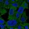 PSAT1 antibody, NBP2-55269, Novus Biologicals, Immunofluorescence image 