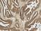 MDM2 Proto-Oncogene antibody, LS-C776162, Lifespan Biosciences, Immunohistochemistry frozen image 