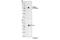 Mitogen-Activated Protein Kinase Kinase Kinase 8 antibody, 4491S, Cell Signaling Technology, Western Blot image 