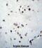 Zinc Finger Protein 417 antibody, abx026752, Abbexa, Immunohistochemistry frozen image 