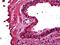 Endoplasmic Reticulum To Nucleus Signaling 1 antibody, 51-700, ProSci, Immunohistochemistry frozen image 