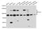 DNA Polymerase Kappa antibody, abx126383, Abbexa, Western Blot image 