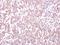 Tripartite Motif Containing 49 antibody, GTX119323, GeneTex, Immunohistochemistry paraffin image 