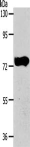 ATP/GTP Binding Protein Like 3 antibody, CSB-PA017539, Cusabio, Western Blot image 
