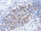 Serpin Family B Member 6 antibody, LS-C186373, Lifespan Biosciences, Immunohistochemistry frozen image 