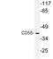 CD55 Molecule (Cromer Blood Group) antibody, LS-C177818, Lifespan Biosciences, Western Blot image 