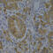 Bridging Integrator 1 antibody, 18-160, ProSci, Immunohistochemistry paraffin image 