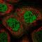 Zinc finger CCCH domain-containing protein 4 antibody, PA5-59358, Invitrogen Antibodies, Immunofluorescence image 