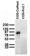 REST Corepressor 1 antibody, 73-039, Antibodies Incorporated, Western Blot image 