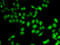 AF4/FMR2 Family Member 1 antibody, LS-C346144, Lifespan Biosciences, Immunofluorescence image 