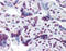 RNA Binding Motif Protein 5 antibody, 51-550, ProSci, Immunohistochemistry paraffin image 
