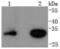 Cyclin D3 antibody, NBP2-67769, Novus Biologicals, Western Blot image 