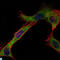 Hexokinase 1 antibody, LS-C812646, Lifespan Biosciences, Immunofluorescence image 