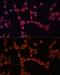 G Protein Subunit Alpha 13 antibody, GTX32613, GeneTex, Immunocytochemistry image 