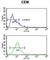 Keratin 10 antibody, abx032945, Abbexa, Western Blot image 