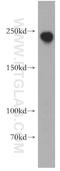 Tight Junction Protein 1 antibody, 21773-1-AP, Proteintech Group, Western Blot image 