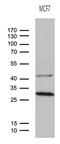 Opa Interacting Protein 5 antibody, M07819, Boster Biological Technology, Western Blot image 