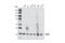 BUB3 Mitotic Checkpoint Protein antibody, 3049S, Cell Signaling Technology, Western Blot image 