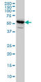 Sodium- and chloride-dependent GABA transporter 3 antibody, LS-C197875, Lifespan Biosciences, Western Blot image 