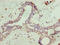 Sclerostin antibody, LS-C379222, Lifespan Biosciences, Immunohistochemistry paraffin image 