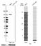 Pyruvate carboxylase, mitochondrial antibody, NBP2-33407, Novus Biologicals, Western Blot image 