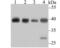 BUB3 Mitotic Checkpoint Protein antibody, NBP2-75424, Novus Biologicals, Western Blot image 