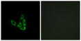 Beta-1,3-galactosyl-O-glycosyl-glycoprotein beta-1,6-N-acetylglucosaminyltransferase 3 antibody, abx014253, Abbexa, Western Blot image 