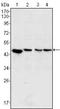 Mitogen-Activated Protein Kinase Kinase 2 antibody, MA5-15600, Invitrogen Antibodies, Western Blot image 