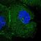 Family With Sequence Similarity 193 Member A antibody, PA5-60246, Invitrogen Antibodies, Immunofluorescence image 