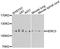 HECT And RLD Domain Containing E3 Ubiquitin Protein Ligase 3 antibody, A8567, ABclonal Technology, Western Blot image 