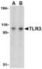 Toll Like Receptor 3 antibody, AHP1019, Bio-Rad (formerly AbD Serotec) , Immunohistochemistry frozen image 