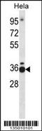 Transcription Elongation Factor A1 antibody, 57-969, ProSci, Western Blot image 