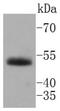 Hepatocyte Nuclear Factor 4 Alpha antibody, NBP2-67679, Novus Biologicals, Western Blot image 