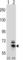 Bardet-Biedl Syndrome 4 antibody, abx033478, Abbexa, Western Blot image 