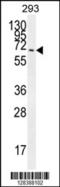 Cilia And Flagella Associated Protein 100 antibody, 55-293, ProSci, Western Blot image 