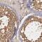 Cell division control protein 45 homolog antibody, FNab01534, FineTest, Immunohistochemistry frozen image 