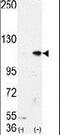 Lysine Demethylase 1A antibody, PA5-11306, Invitrogen Antibodies, Western Blot image 