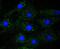 Erk1 antibody, NBP2-67373, Novus Biologicals, Immunofluorescence image 