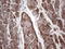 Adiponectin, C1Q And Collagen Domain Containing antibody, LS-C790321, Lifespan Biosciences, Immunohistochemistry paraffin image 