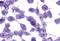 Melanin Concentrating Hormone Receptor 2 antibody, orb79845, Biorbyt, Immunohistochemistry paraffin image 
