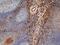 Mannose Receptor C-Type 1 antibody, GTX42267, GeneTex, Immunohistochemistry frozen image 